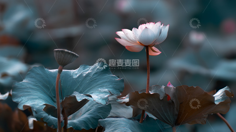 高清大图下载【趣麦麦图】一朵绽放的荷花1