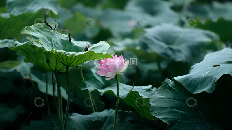 高清大图下载【趣麦麦图】一朵绽放的荷花4