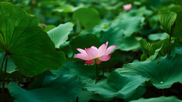 一朵绽放的荷花2