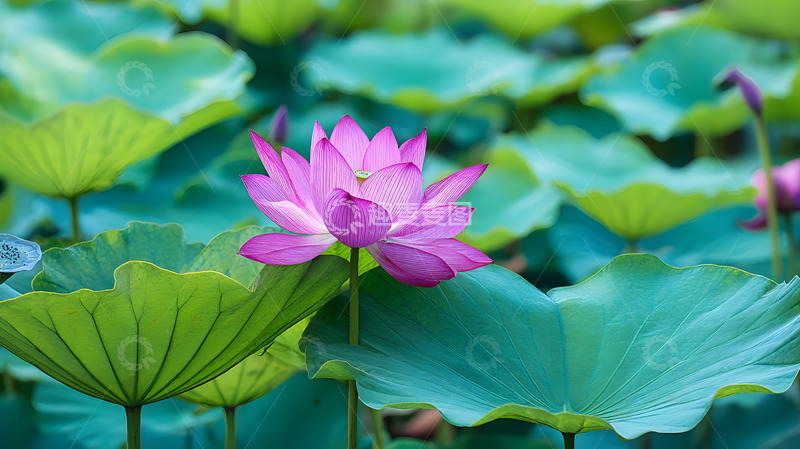 高清大图下载【趣麦麦图】一朵绽放的荷花