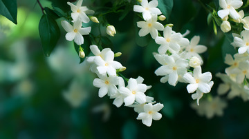 唯美茉莉花背景4