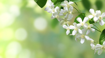 唯美茉莉花背景6