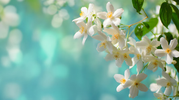 唯美茉莉花背景1