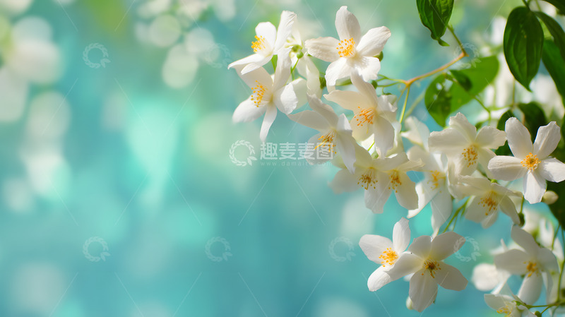 高清大图下载【趣麦麦图】唯美茉莉花背景1