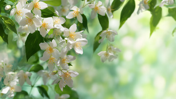 唯美茉莉花背景2