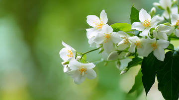 唯美茉莉花背景3