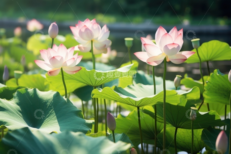 高清大图下载【趣麦麦图】盛开的荷花荷塘