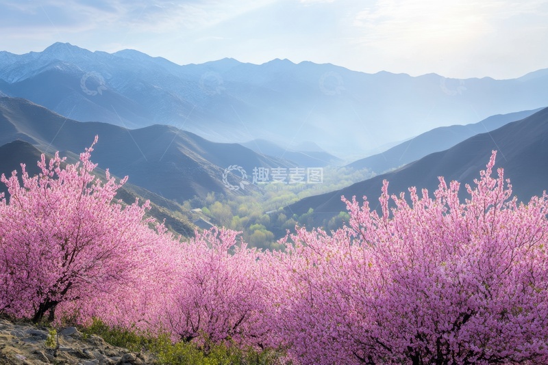 高清大图下载【趣麦麦图】满山遍野的桃树