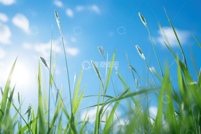 高清大图下载【趣麦麦图】蓝天下的青草地美景