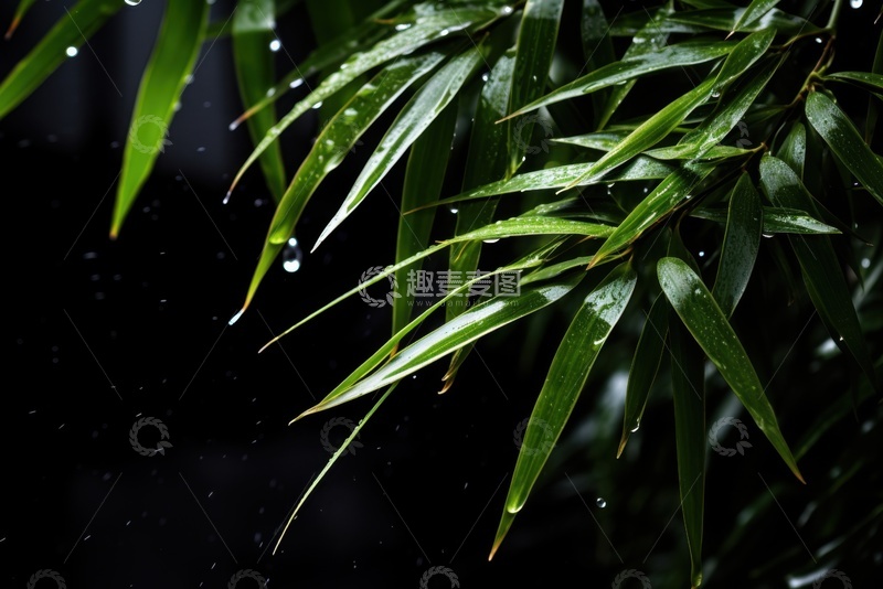 高清大图下载【趣麦麦图】沾满露珠的竹叶特写