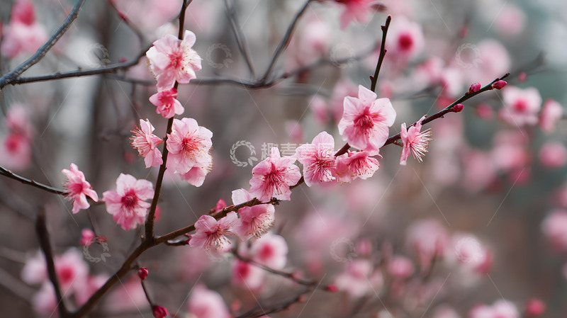 高清大图下载【趣麦麦图】春天绽放的梅花14