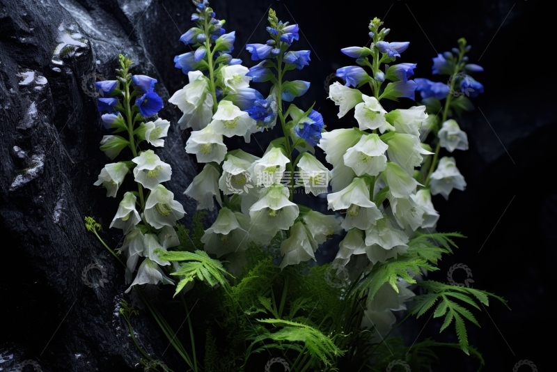 高清大图下载【趣麦麦图】山岩上盛开的铃兰花