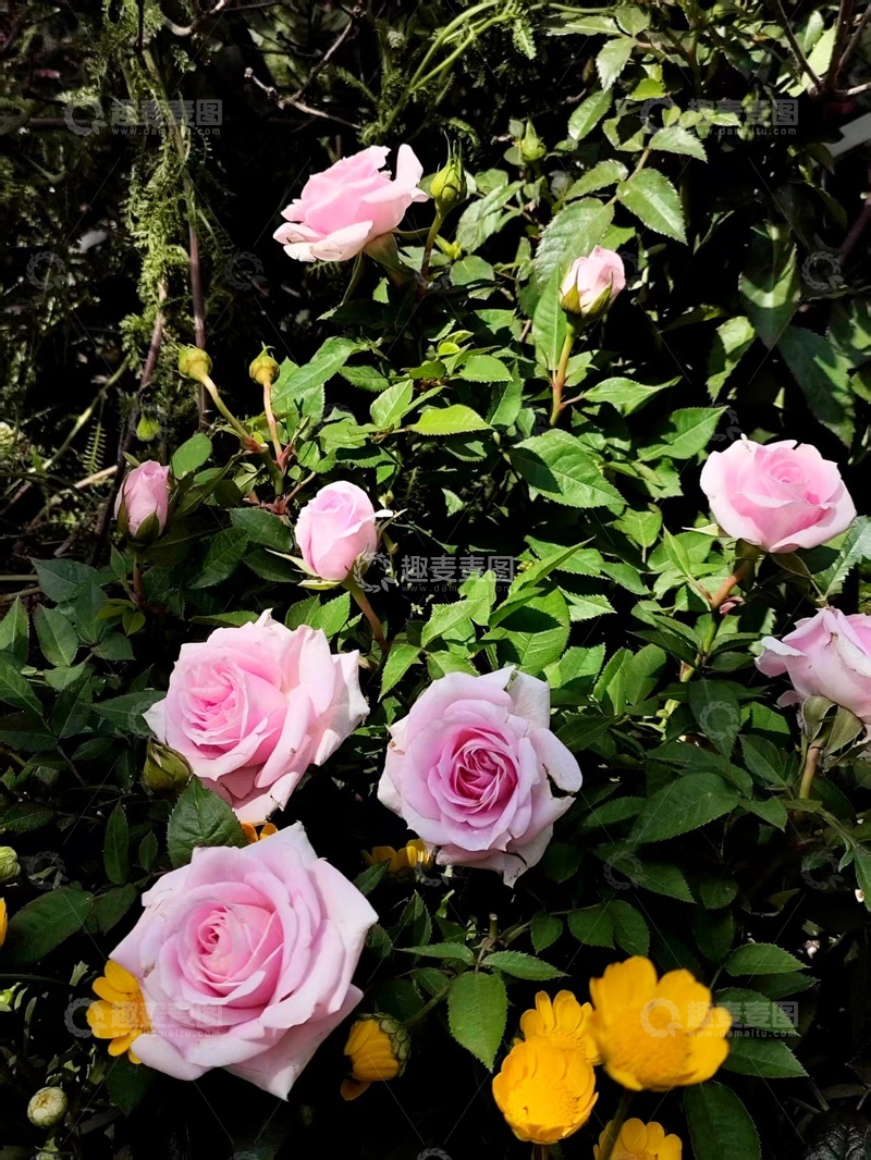 高清大图下载【趣麦麦图】粉蔷薇之韵 &mdash;光影小叙