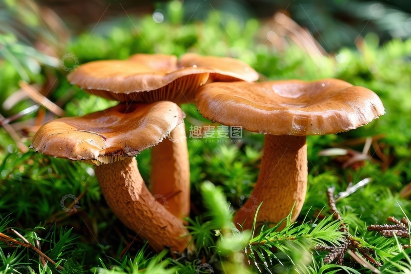 高清大图下载【趣麦麦图】草地上生长的蘑菇