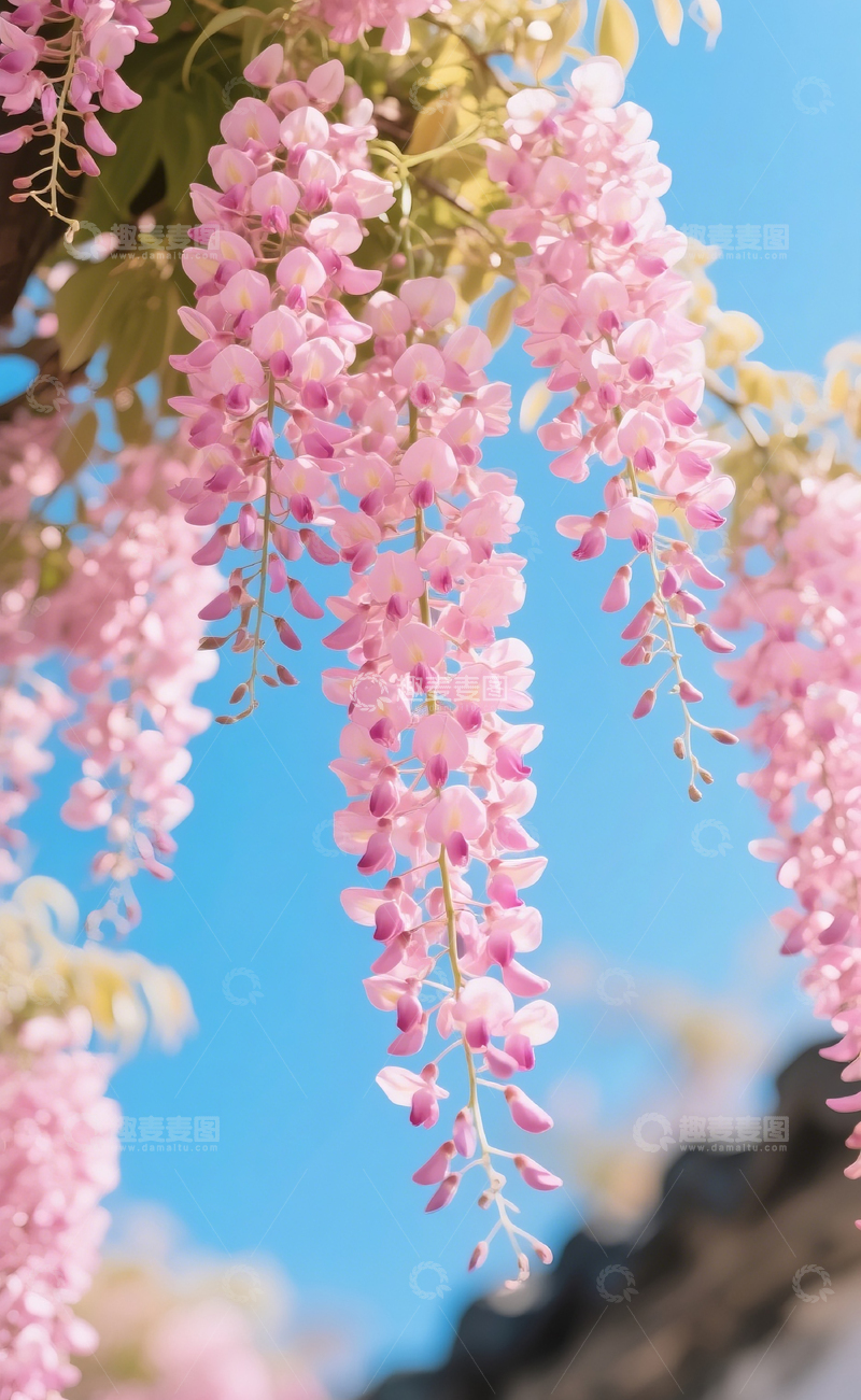 高清大图下载【趣麦麦图】垂下来的鲜花2