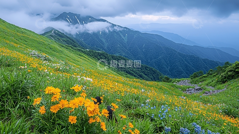 鲜花盛开的山坡