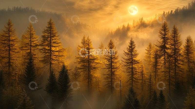 高清大图下载【趣麦麦图】森林日出晨雾