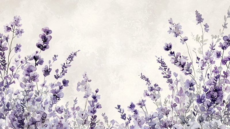 高清大图下载【趣麦麦图】淡紫色薰衣草花卉背景