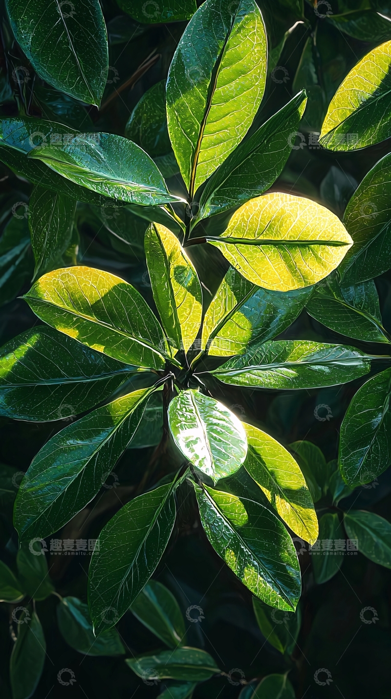 高清大图下载【趣麦麦图】绿叶特写光影