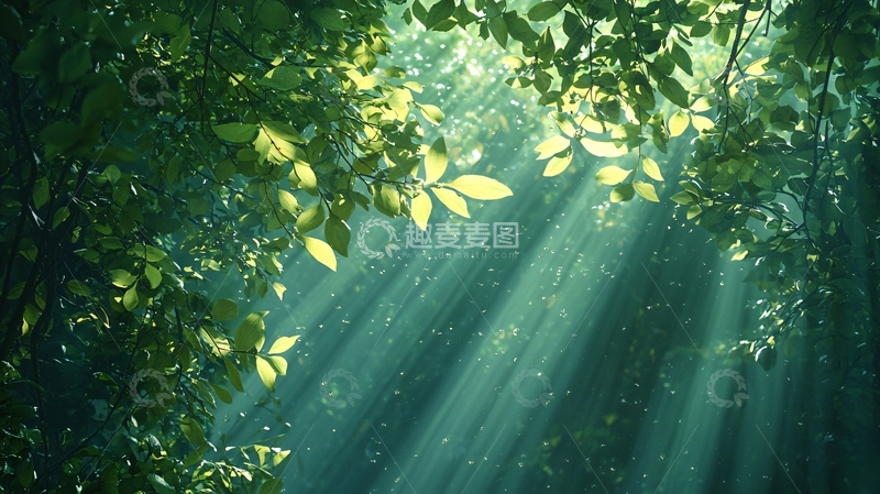 高清大图下载【趣麦麦图】阳光穿透树叶的森林