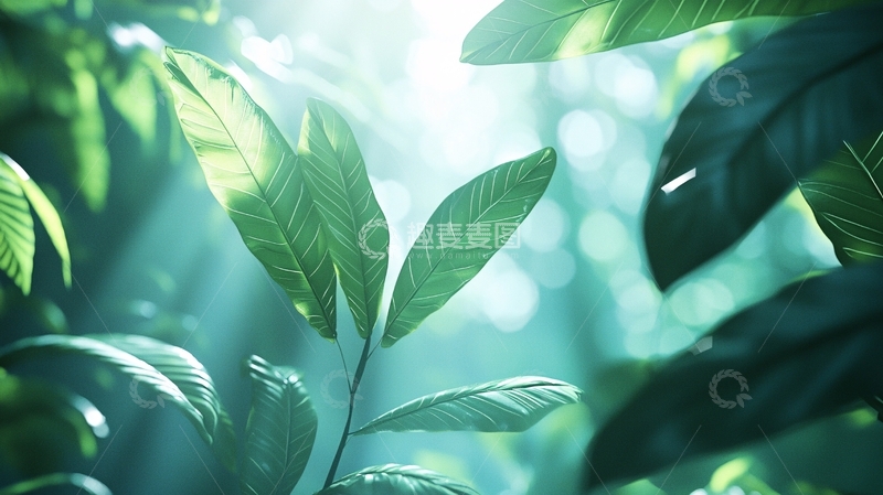 高清大图下载【趣麦麦图】阳光穿透树叶的森林