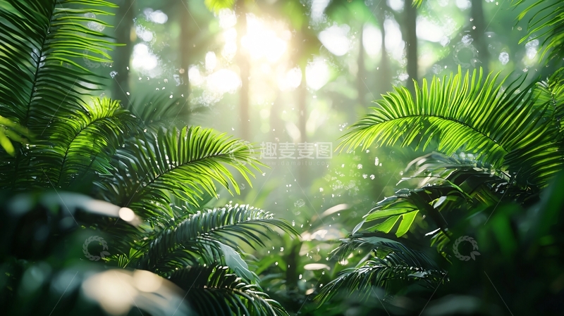 高清大图下载【趣麦麦图】热带雨林阳光