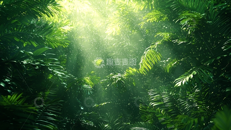 高清大图下载【趣麦麦图】阳光穿过茂密树林