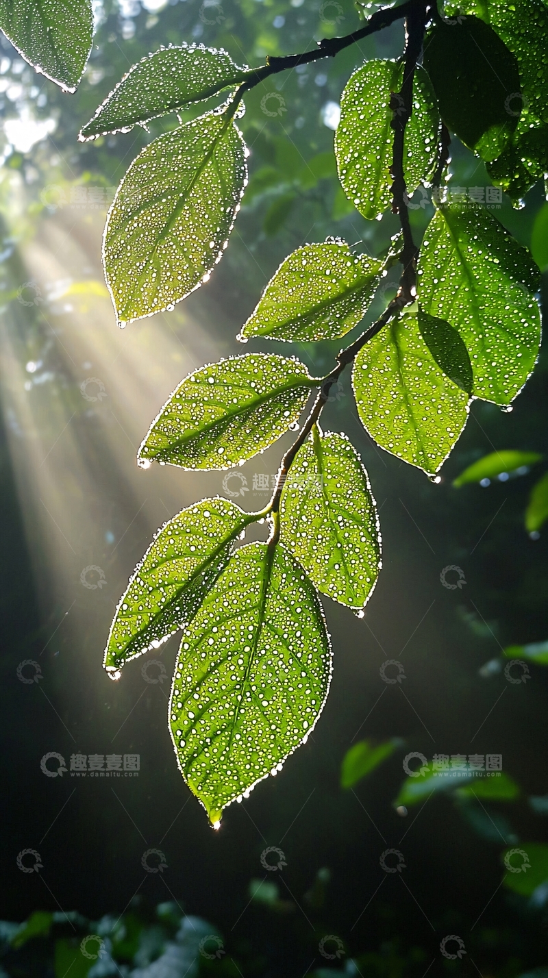 高清大图下载【趣麦麦图】阳光照射下的绿叶