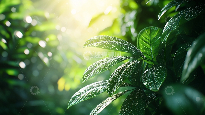 高清大图下载【趣麦麦图】绿色叶子高清图片