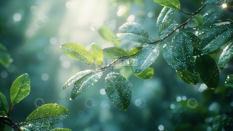 高清大图下载【趣麦麦图】绿叶上的水珠