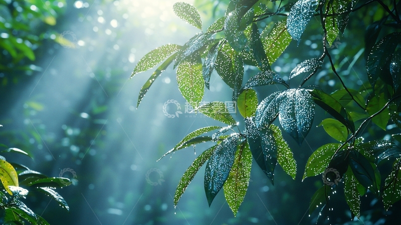 高清大图下载【趣麦麦图】绿叶上的阳光水滴