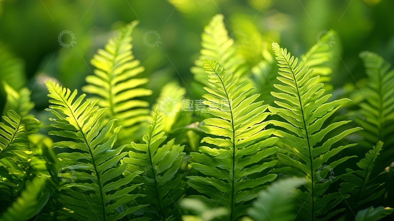 高清大图下载【趣麦麦图】翠绿蕨类植物在阳光下