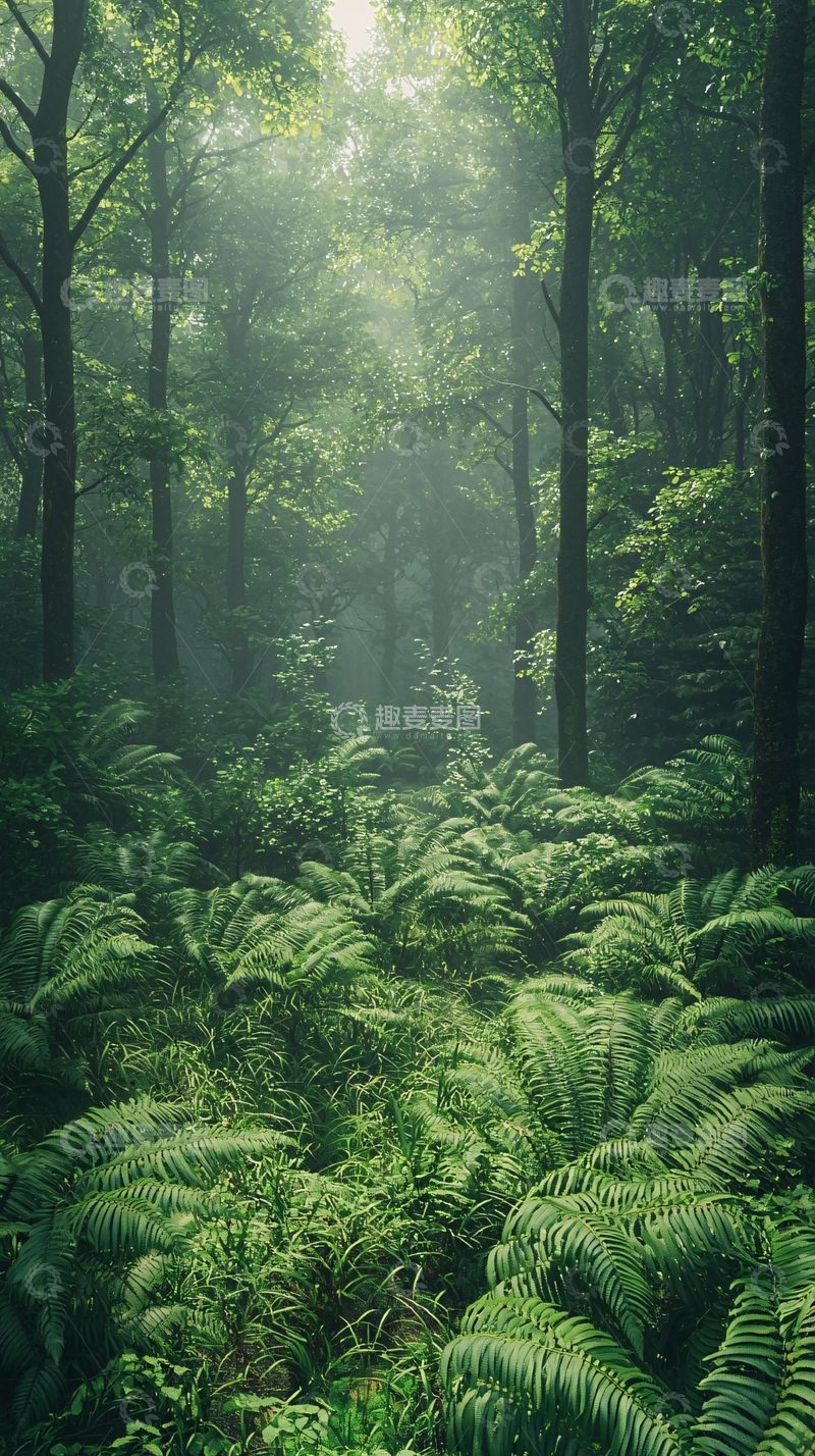 高清大图下载【趣麦麦图】茂密森林高清图片