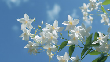 蓝天茉莉花特写4