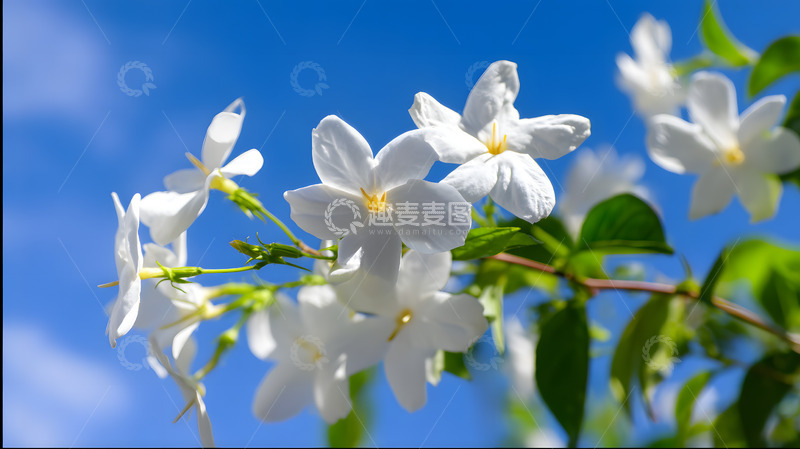高清大图下载【趣麦麦图】蓝天茉莉花特写5