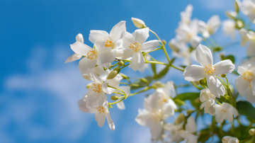 蓝天茉莉花特写