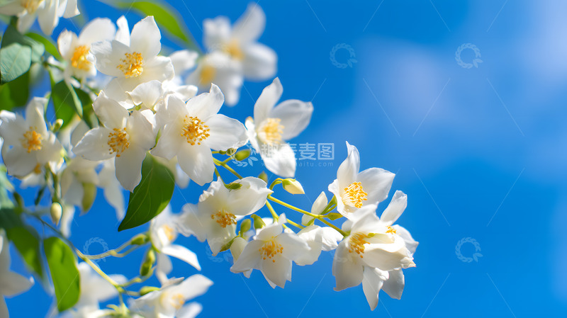 高清大图下载【趣麦麦图】蓝天茉莉花特写2
