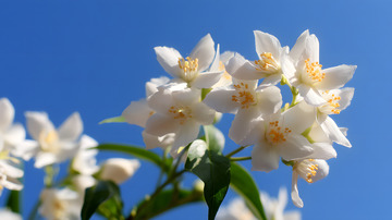 蓝天茉莉花特写3