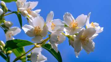 蓝天茉莉花特写1