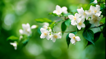 清晰茉莉花图片6