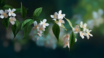 清晰茉莉花图片2