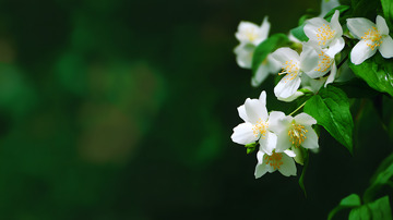 清晰茉莉花图片7