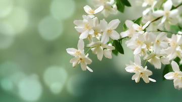 清晰茉莉花图片4