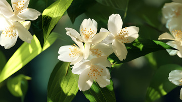 唯美茉莉花图片1