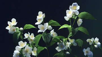 唯美茉莉花图片2