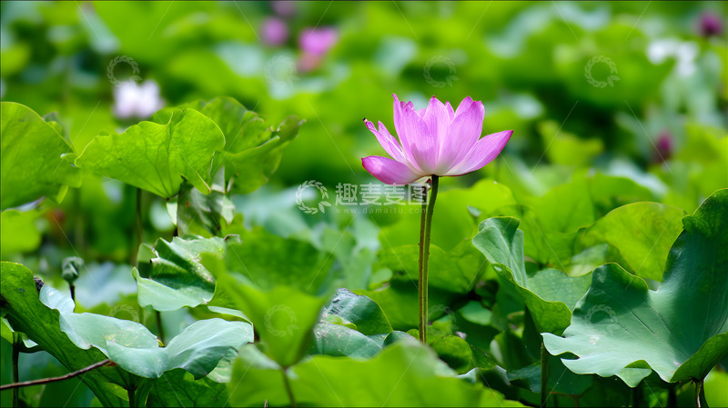 高清大图下载【趣麦麦图】一只蜻蜓停在绽放的荷花5