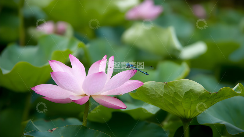 高清大图下载【趣麦麦图】一朵绽放的荷花10