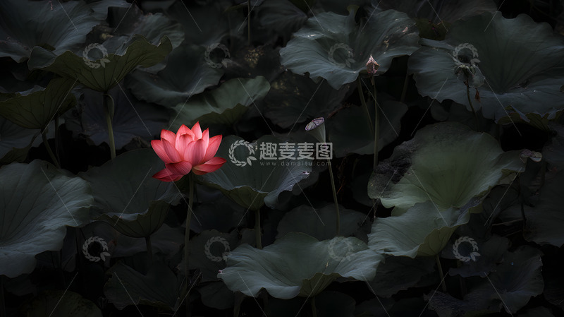 高清大图下载【趣麦麦图】唯美绽放的荷花