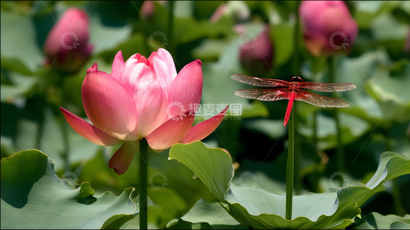 高清大图下载【趣麦麦图】一朵美丽绽放的荷花6