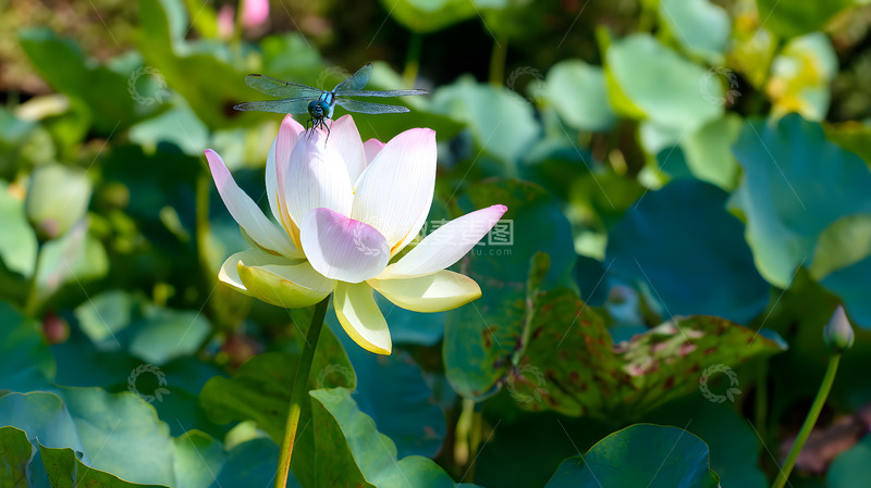 高清大图下载【趣麦麦图】一朵美丽绽放的荷花